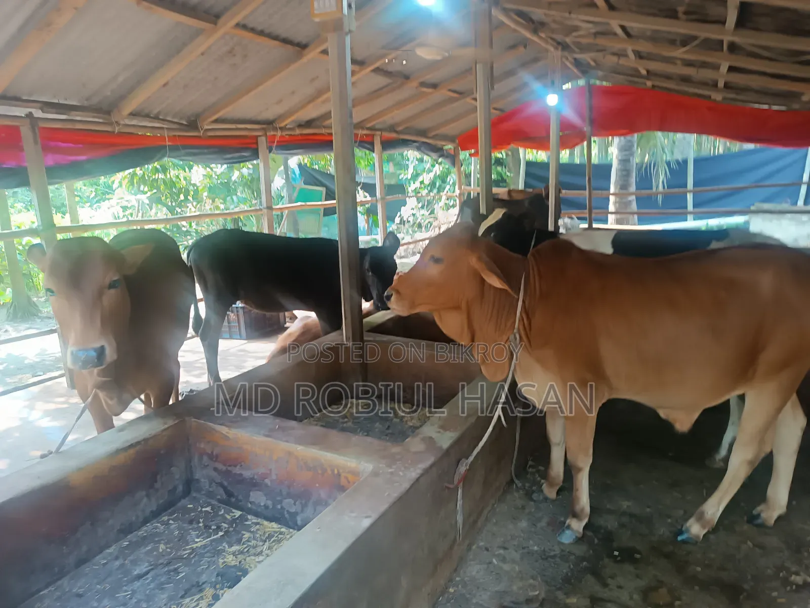 ২০২৭ সাল টার্গেট ১৩ টা শাহীওয়াল ষাড় এবং ১ টি দুধের গাভী বিক্রি হবে।