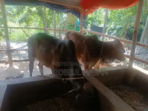 ২০২৭ সাল টার্গেট ১৩ টা শাহীওয়াল ষাড় এবং ১ টি দুধের গাভী বিক্রি হবে।