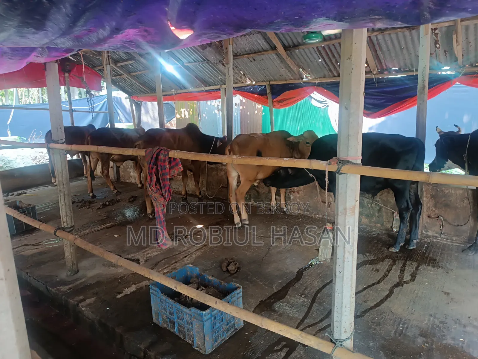 ২০২৭ সাল টার্গেট ১৩ টা শাহীওয়াল ষাড় এবং ১ টি দুধের গাভী বিক্রি হবে।