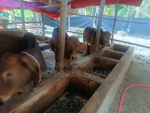 ২০২৭ সাল টার্গেট ১৩ টা শাহীওয়াল ষাড় এবং ১ টি দুধের গাভী বিক্রি হবে।