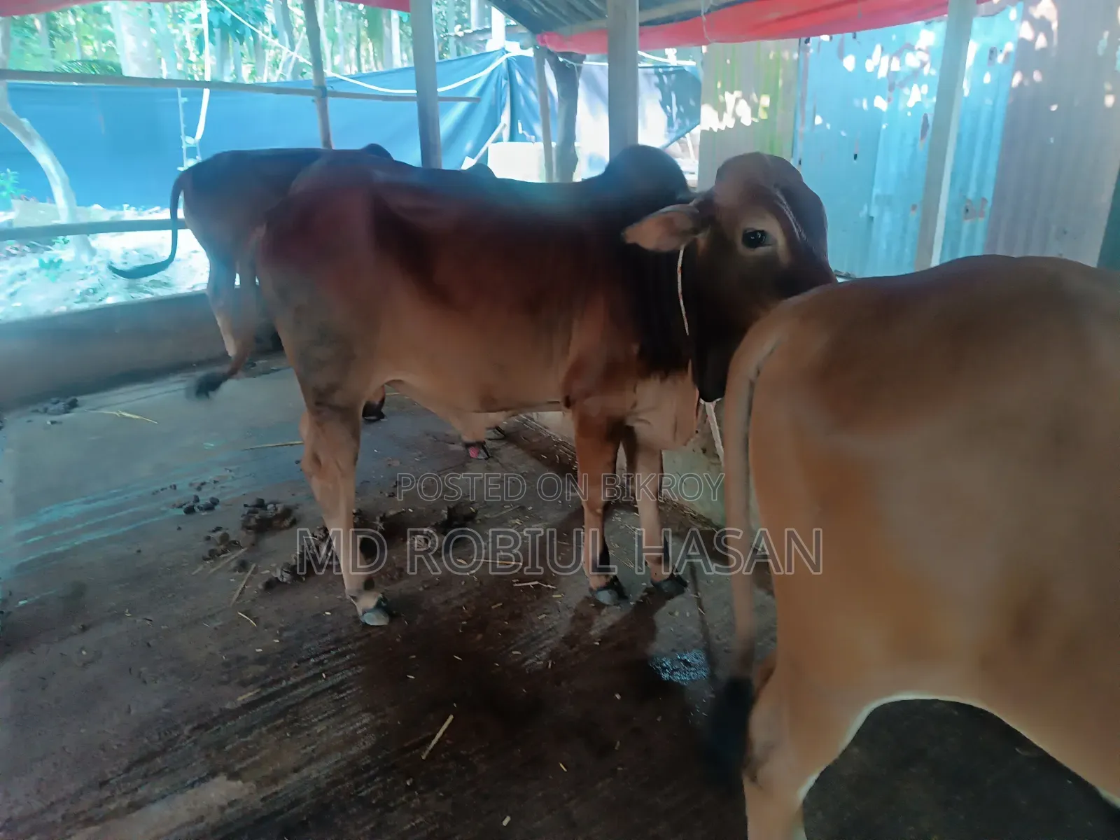 ২০২৭ সাল টার্গেট ১৩ টা শাহীওয়াল ষাড় এবং ১ টি দুধের গাভী বিক্রি হবে।