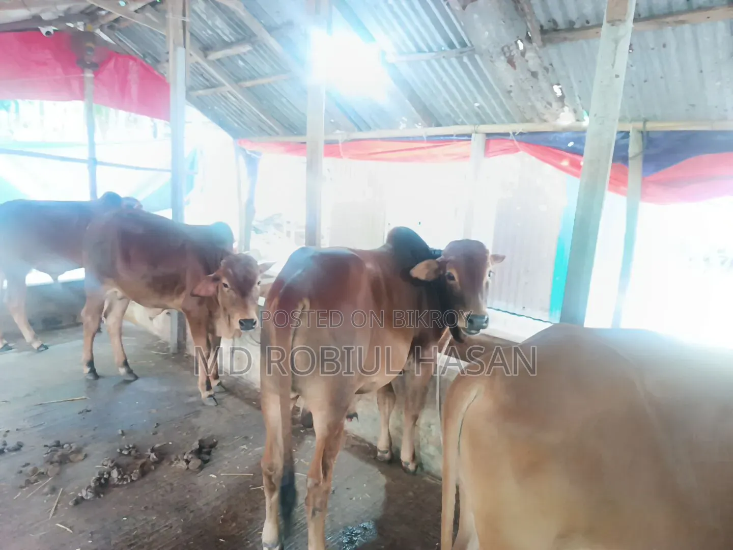 ২০২৭ সাল টার্গেট ১৩ টা শাহীওয়াল ষাড় এবং ১ টি দুধের গাভী বিক্রি হবে।