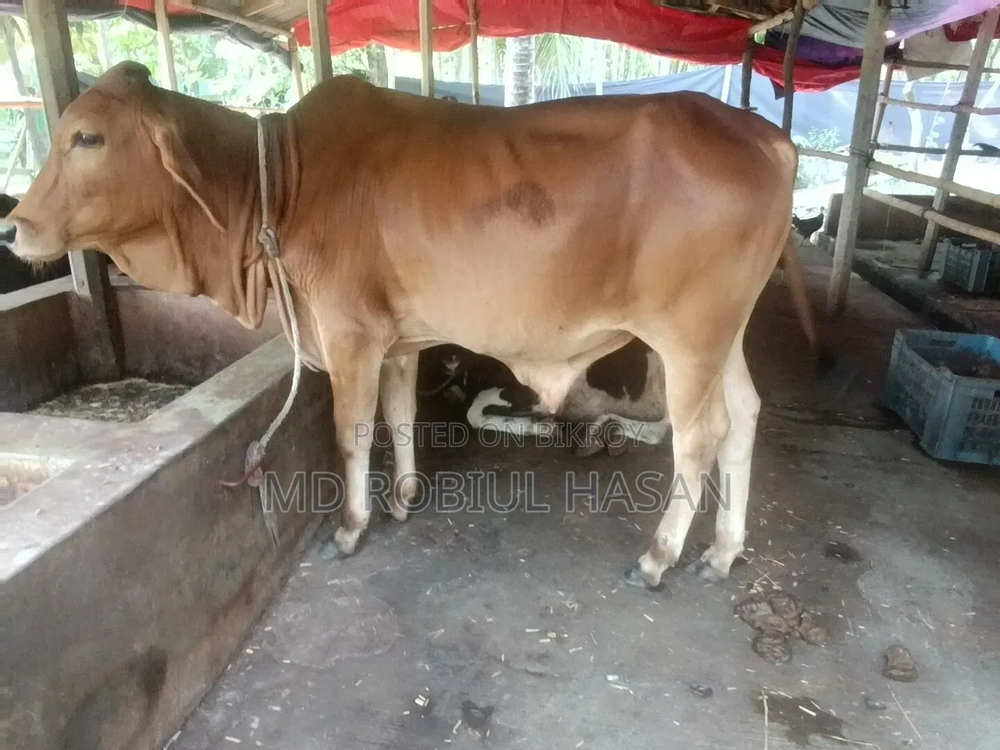 ২০২৭ সাল টার্গেট ১৩ টা শাহীওয়াল ষাড় এবং ১ টি দুধের গাভী বিক্রি হবে।