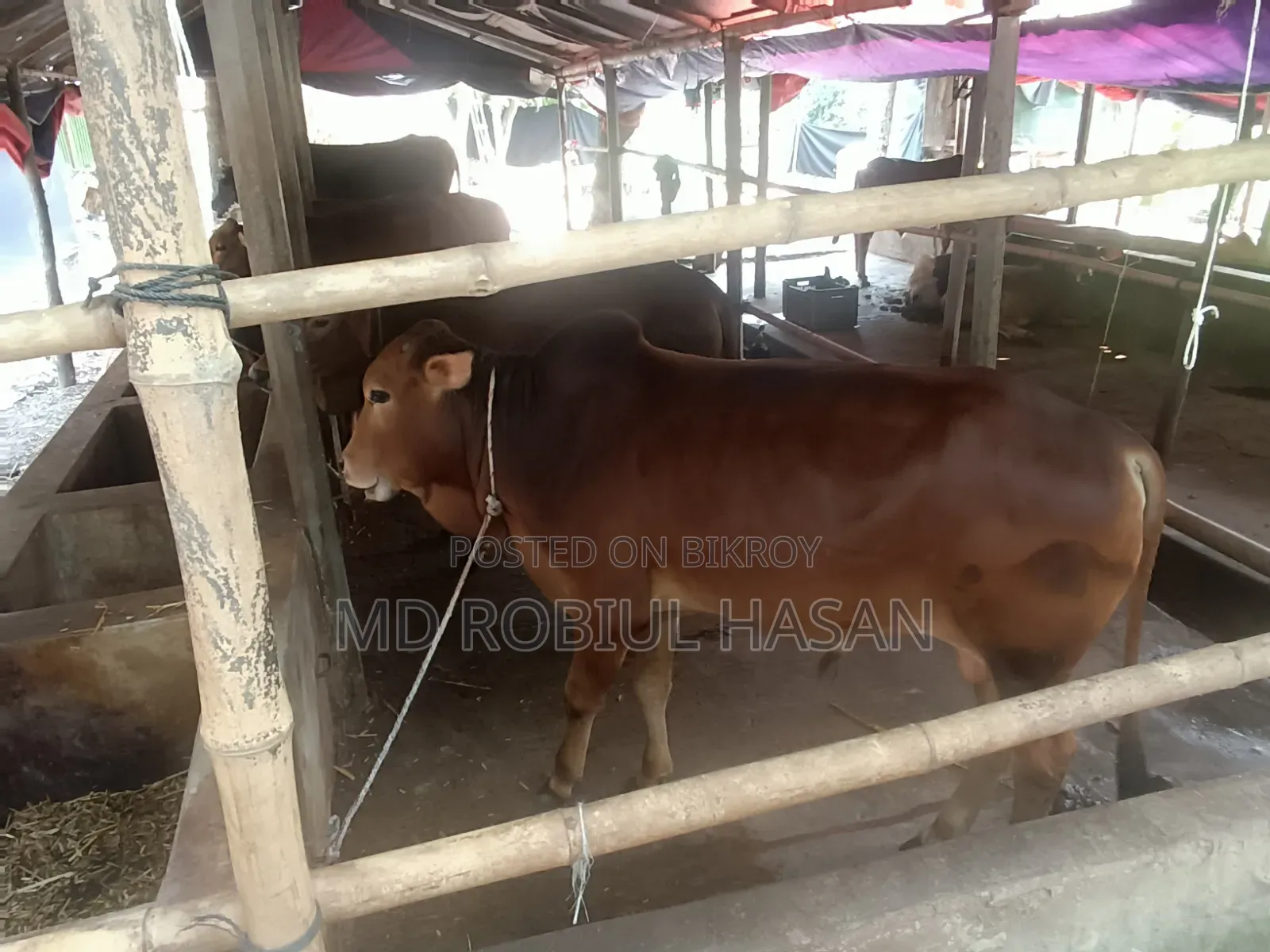 ২০২৭ সাল টার্গেট ১৩ টা শাহীওয়াল ষাড় এবং ১ টি দুধের গাভী বিক্রি হবে।