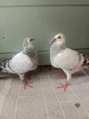 আফসান গ্রিজেল রেসিং বেবি কবুতর