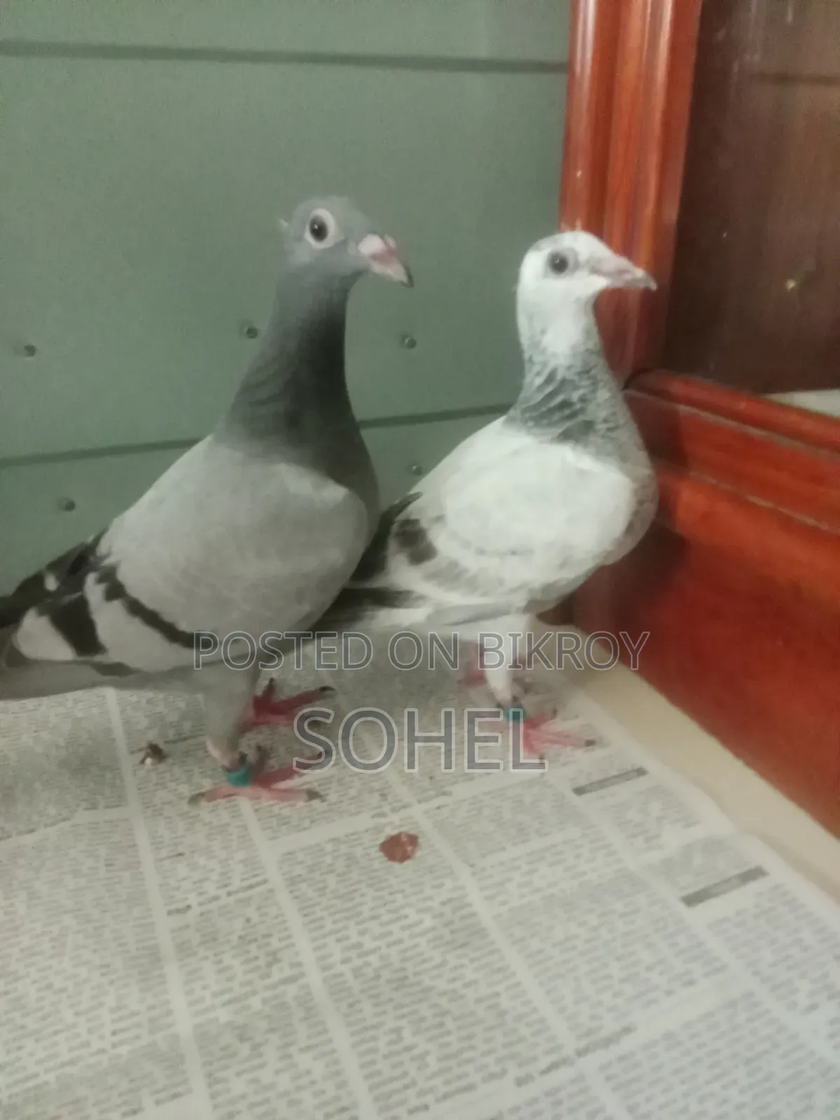 আফসান গ্রিজেল রেসিং বেবি কবুতর