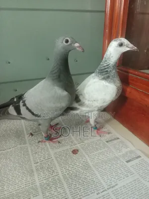 আফসান গ্রিজেল রেসিং বেবি কবুতর