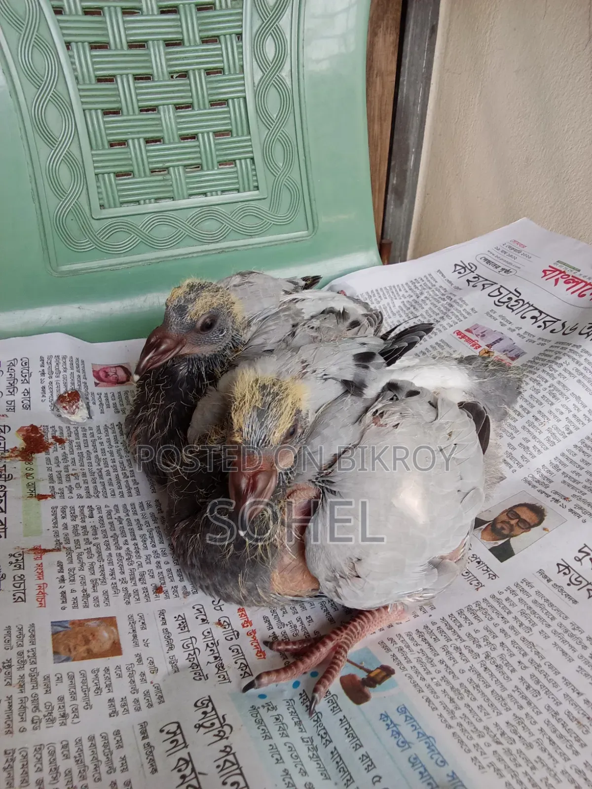 আফসান গ্রিজেল রেসিং বেবি কবুতর
