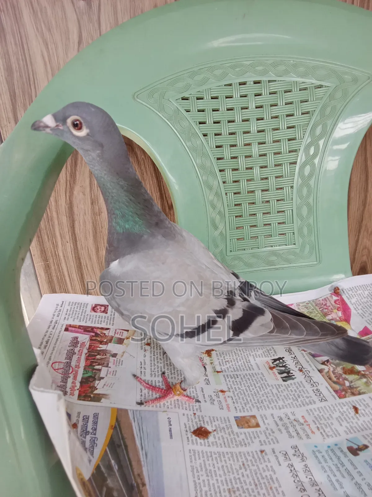 আফসান গ্রিজেল রেসিং বেবি কবুতর