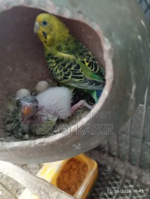 বাজরিগর টেম সাইজ পাখি