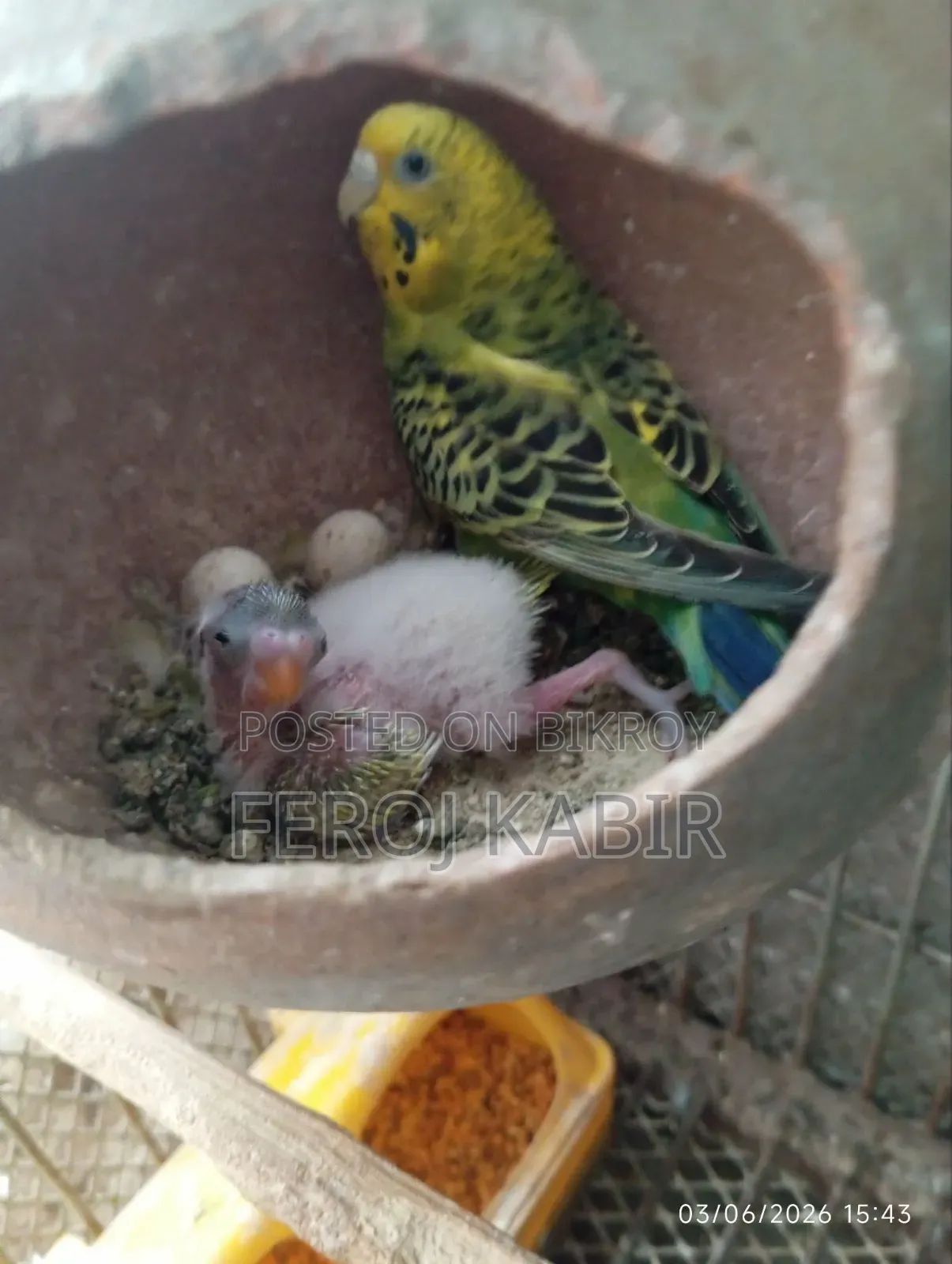 বাজরিগর টেম সাইজ পাখি