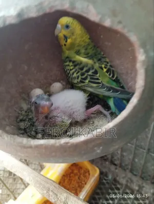 বাজরিগর টেম সাইজ পাখি