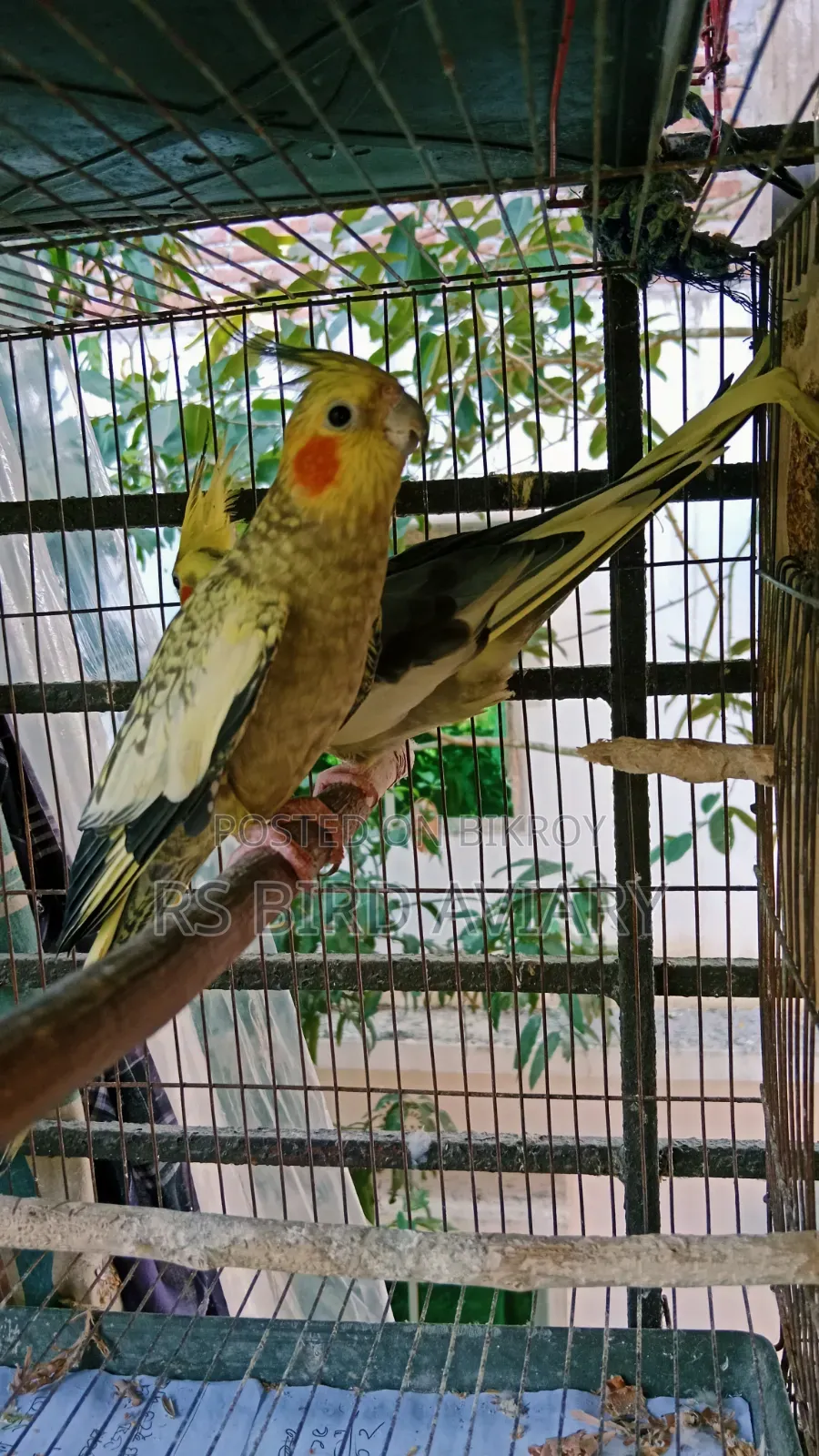 Cockatiel Pair