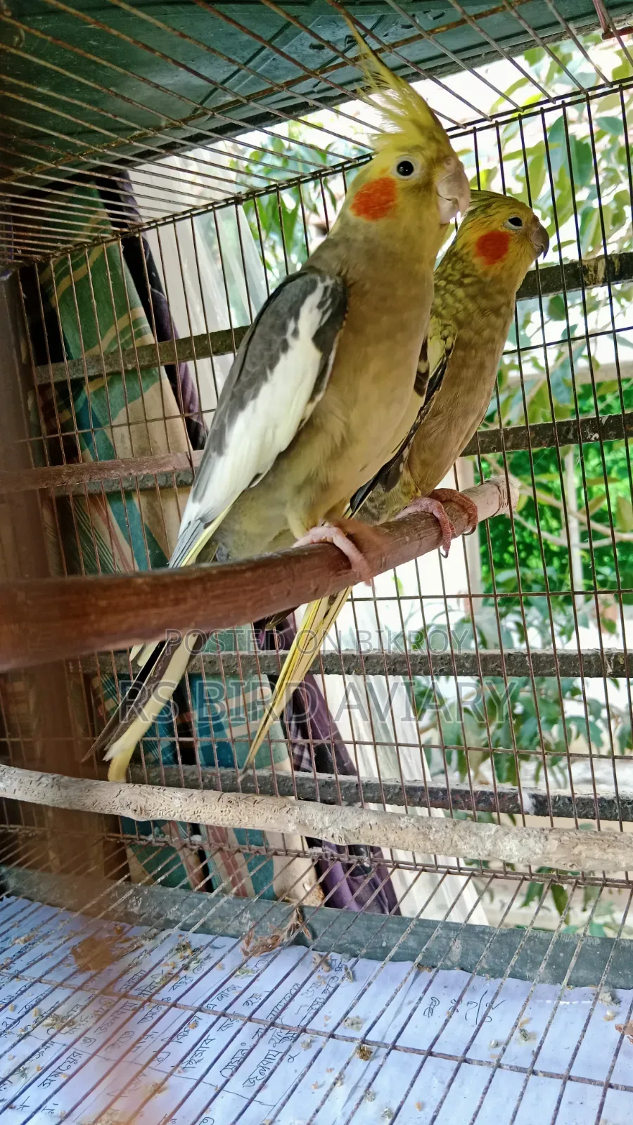 Cockatiel Pair