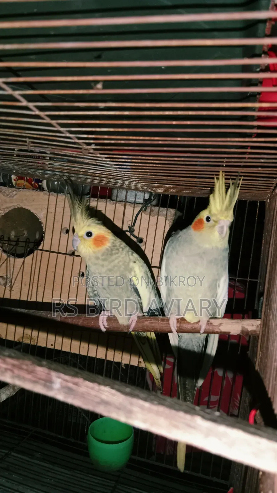 Cockatiel Pair