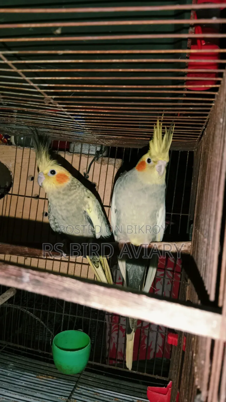Cockatiel Pair
