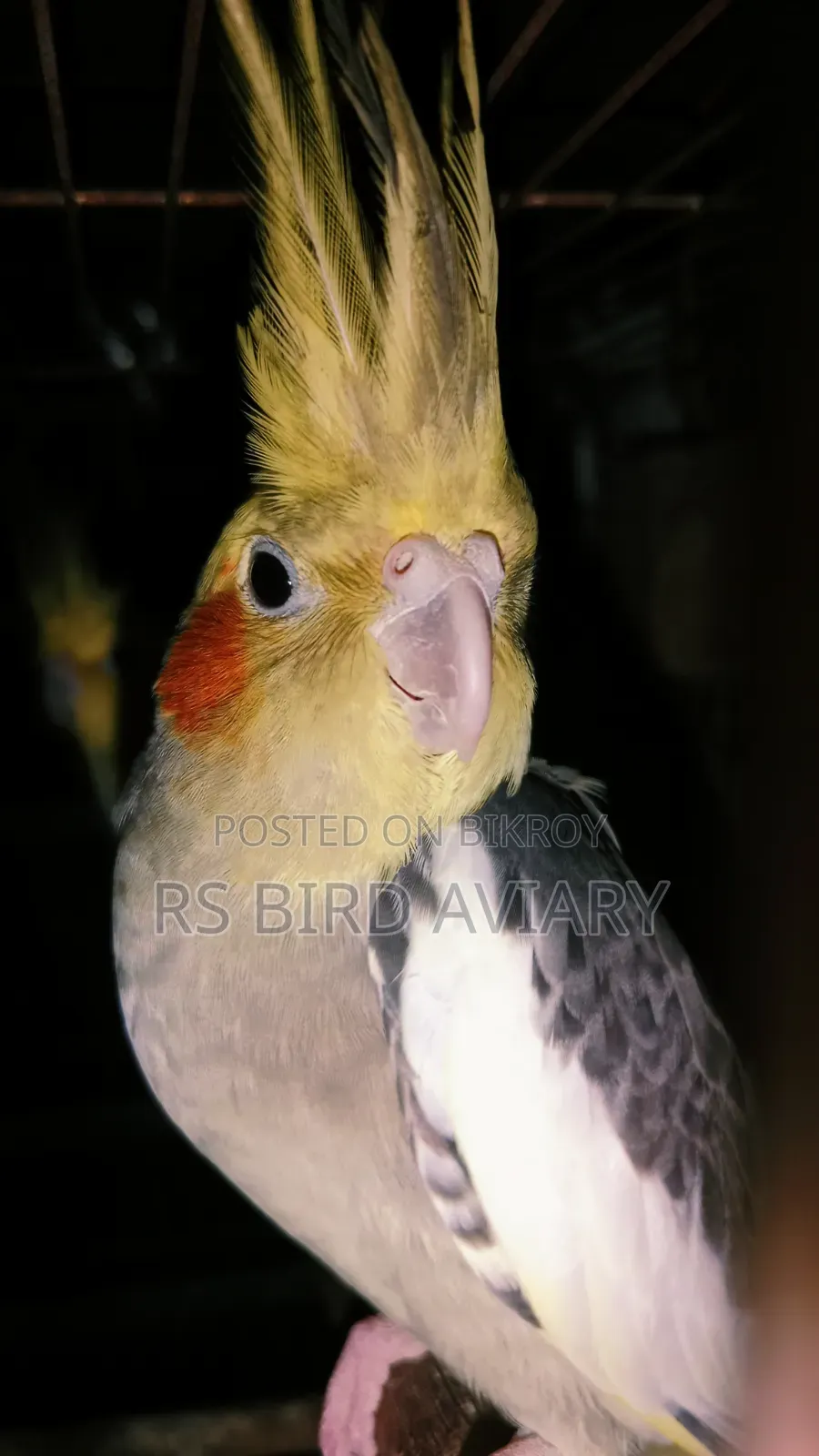 Cockatiel Pair