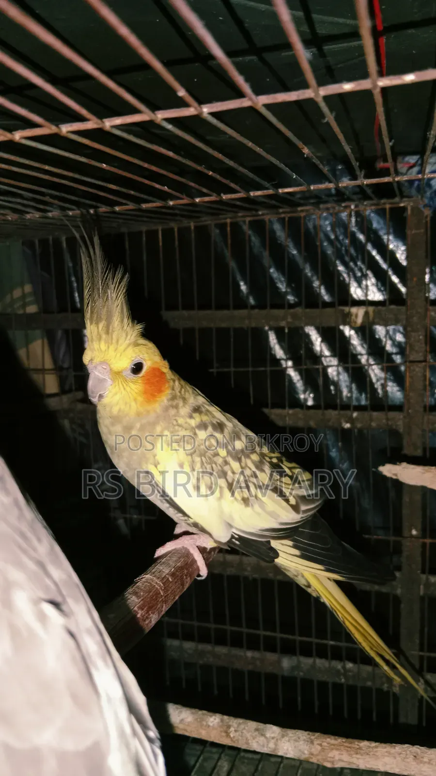Cockatiel Pair