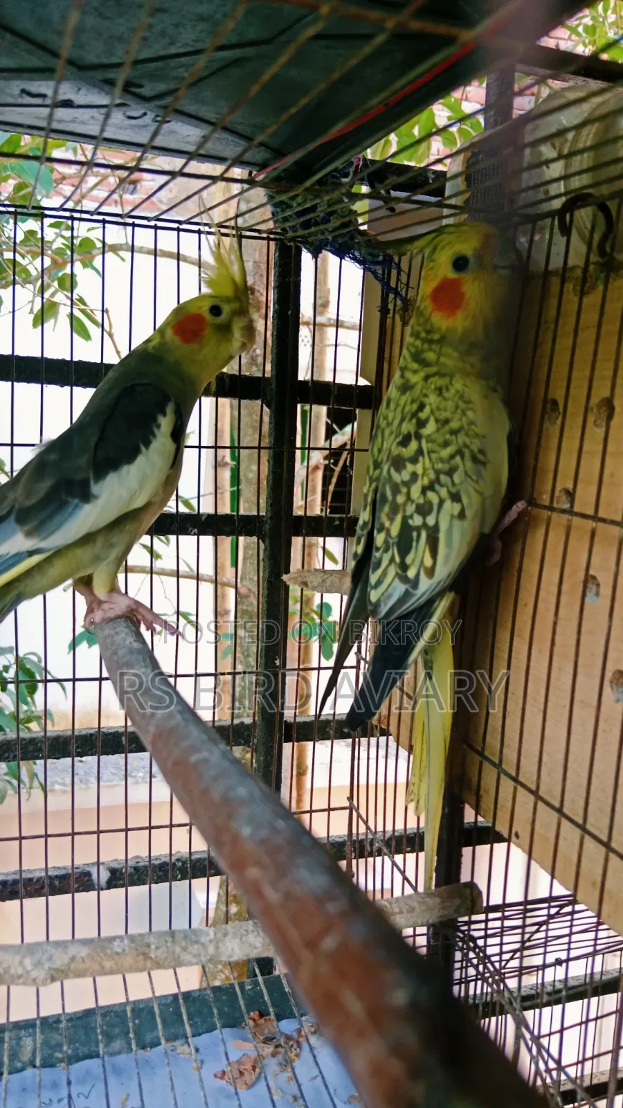 Cockatiel Pair