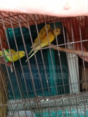 Budgerigar Male Bird