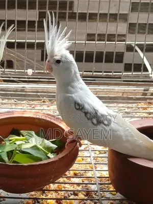 Pied Cockatiel