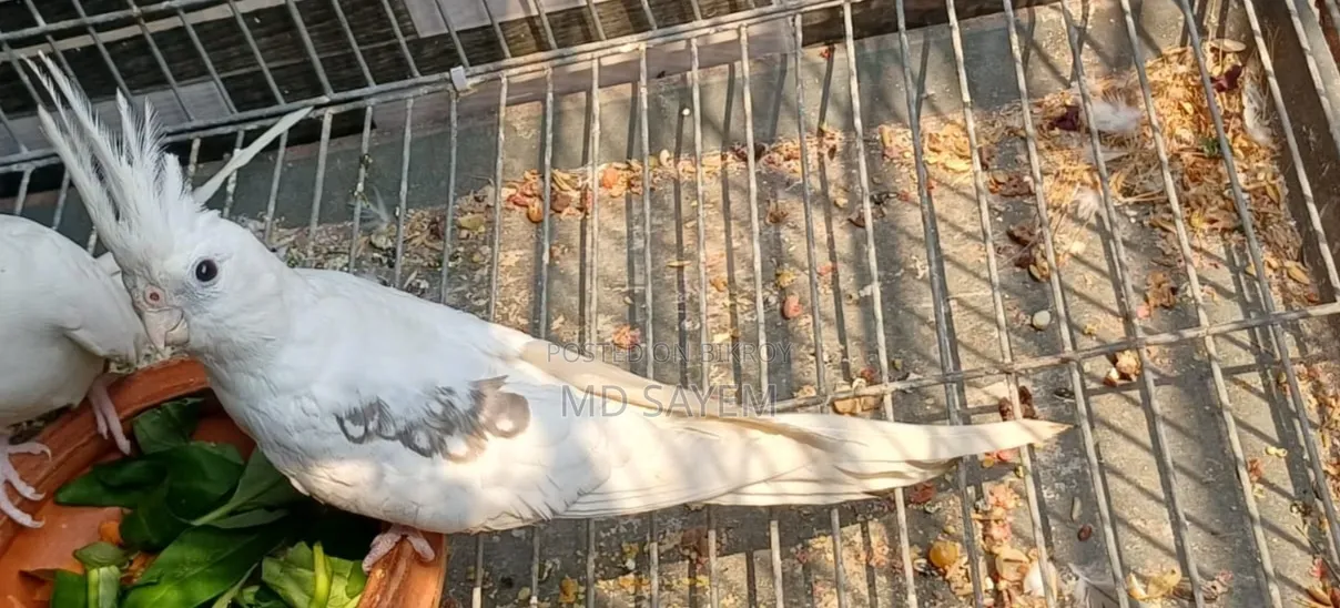Pied Cockatiel
