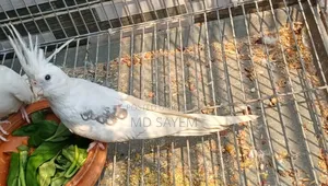Pied Cockatiel