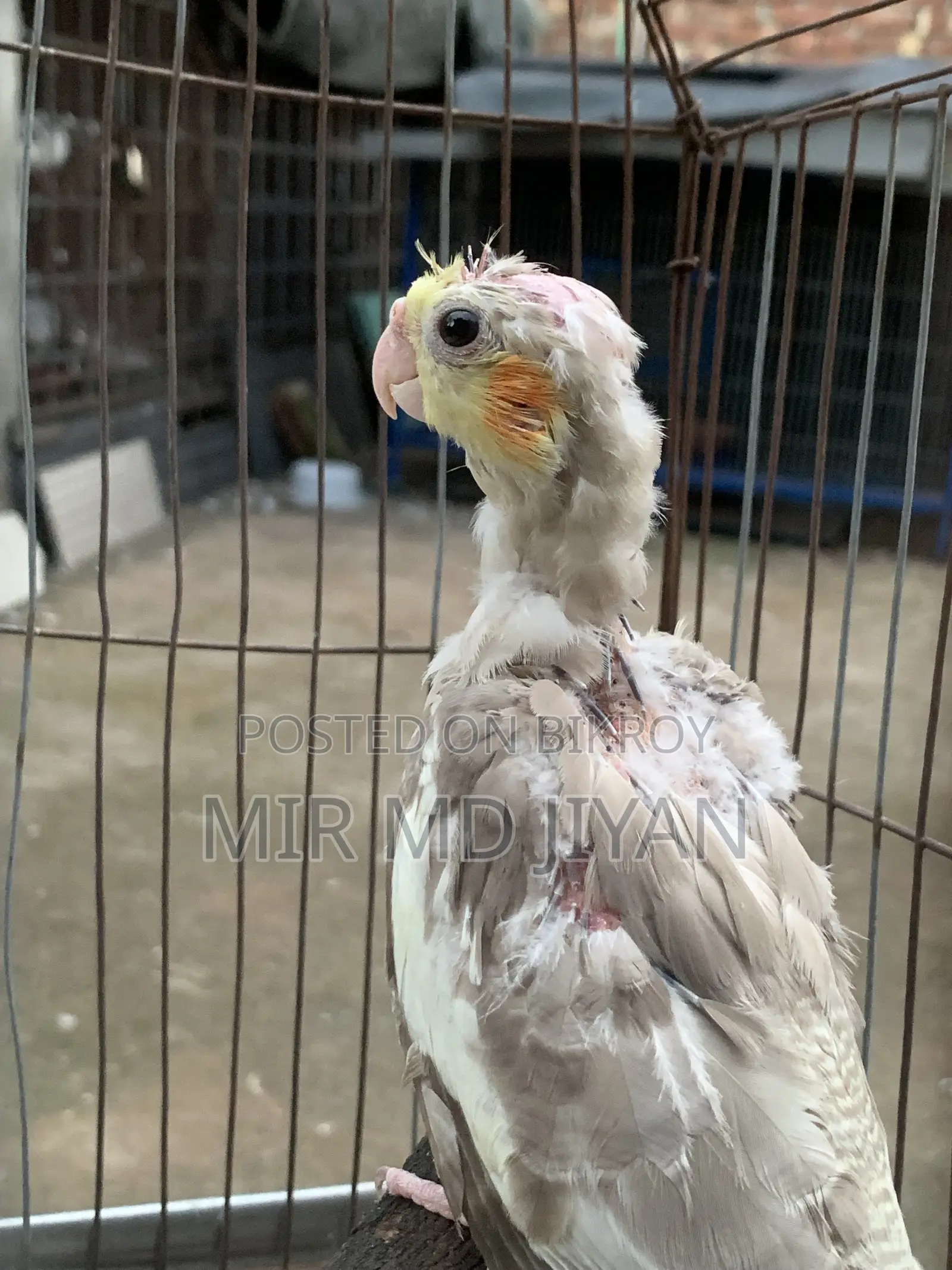 Cockatiel Bird Baby