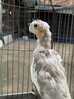 Cockatiel Bird Baby