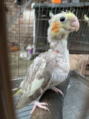 Cocatel Bird Baby