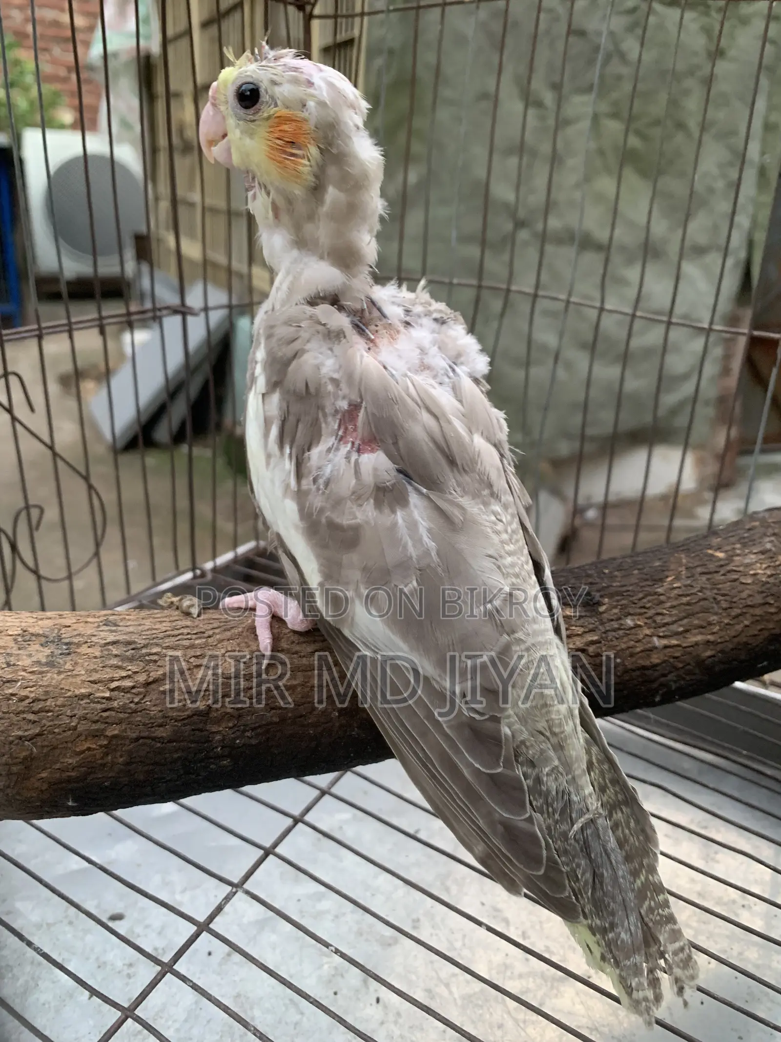 Cockatiel Bird Baby