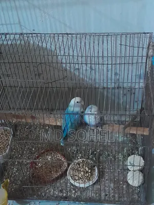 Love Bird Master Pair with 6 Eggs
