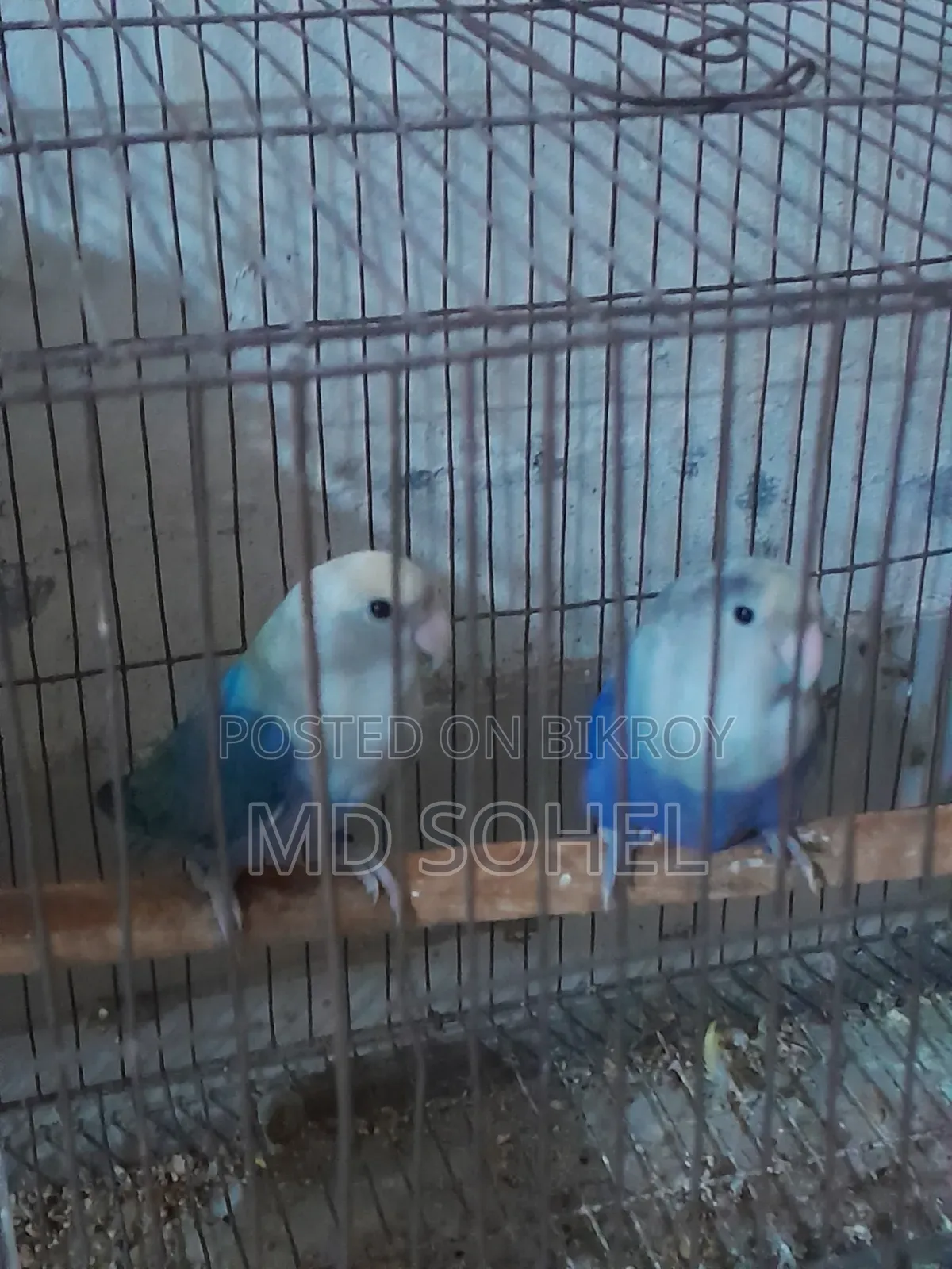 Love Bird Master Pair with 6 Eggs