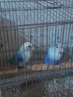 Love Bird Master Pair with 6 Eggs
