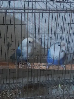 Love Bird Master Pair with 6 Eggs