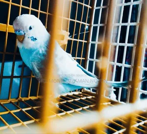 Male Budgerigar