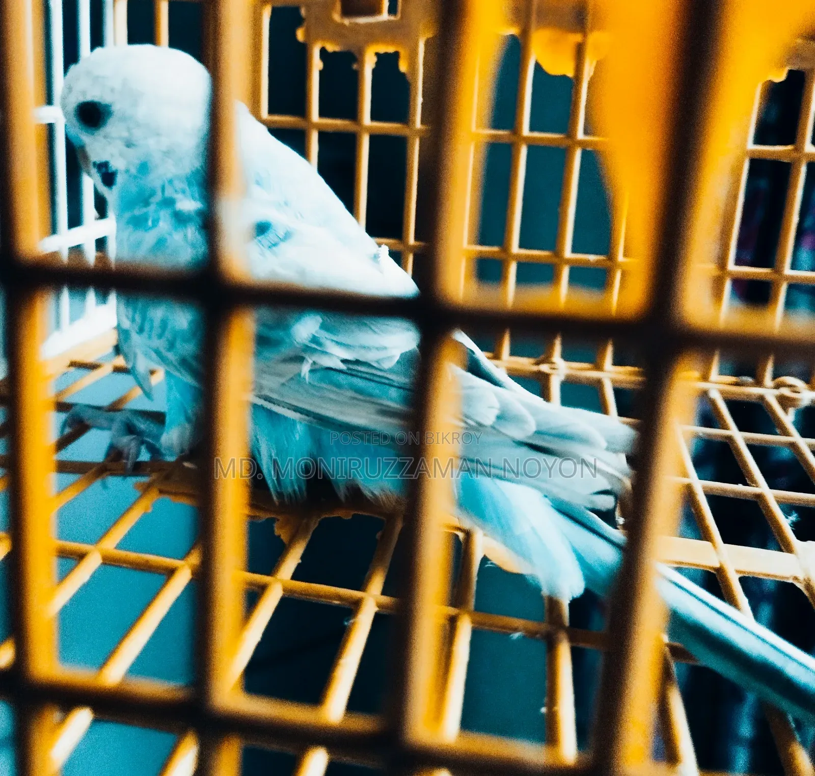 Male Budgerigar