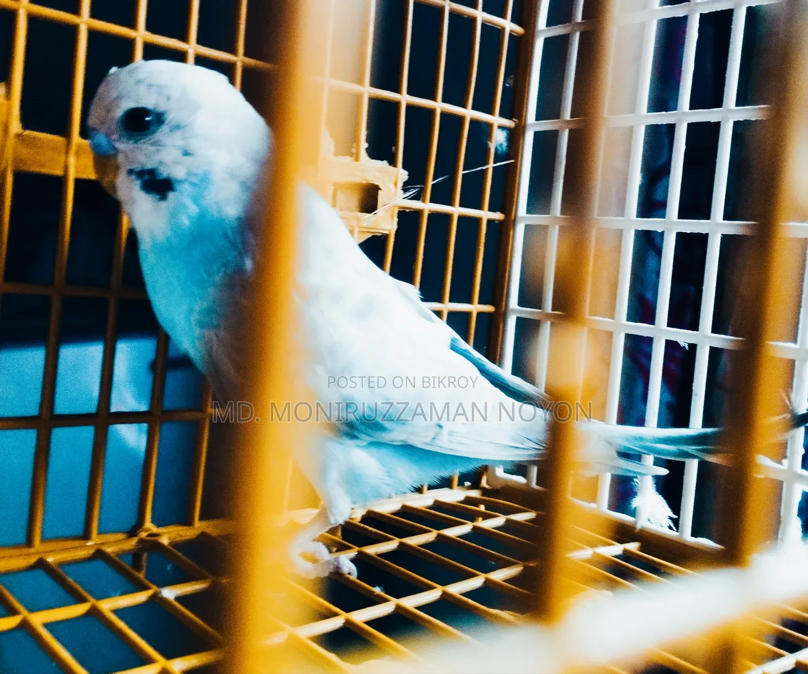 Male Budgerigar