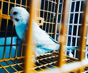 Male Budgerigar
