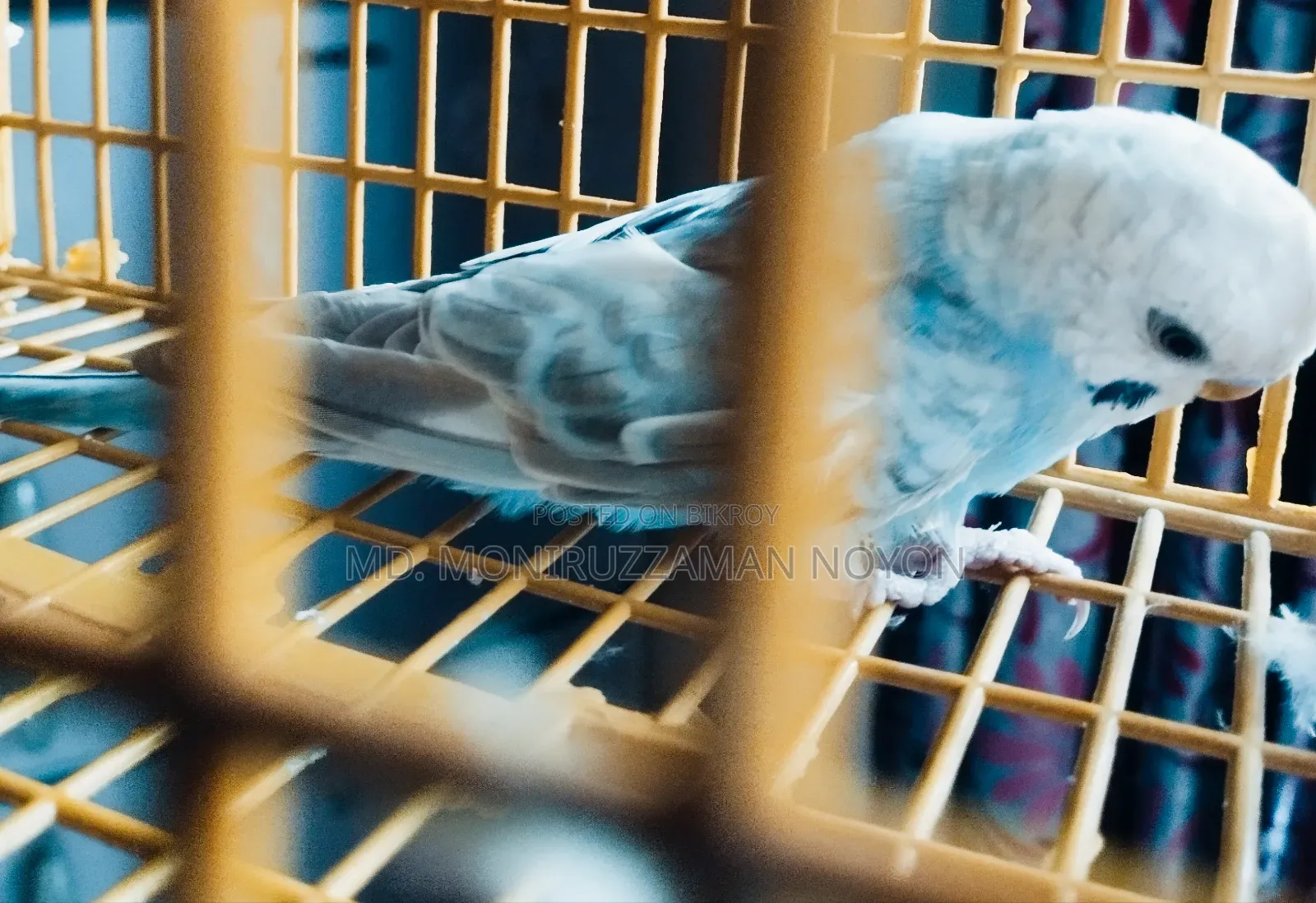 Male Budgerigar
