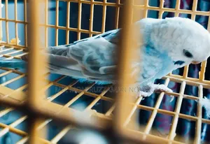 Male Budgerigar