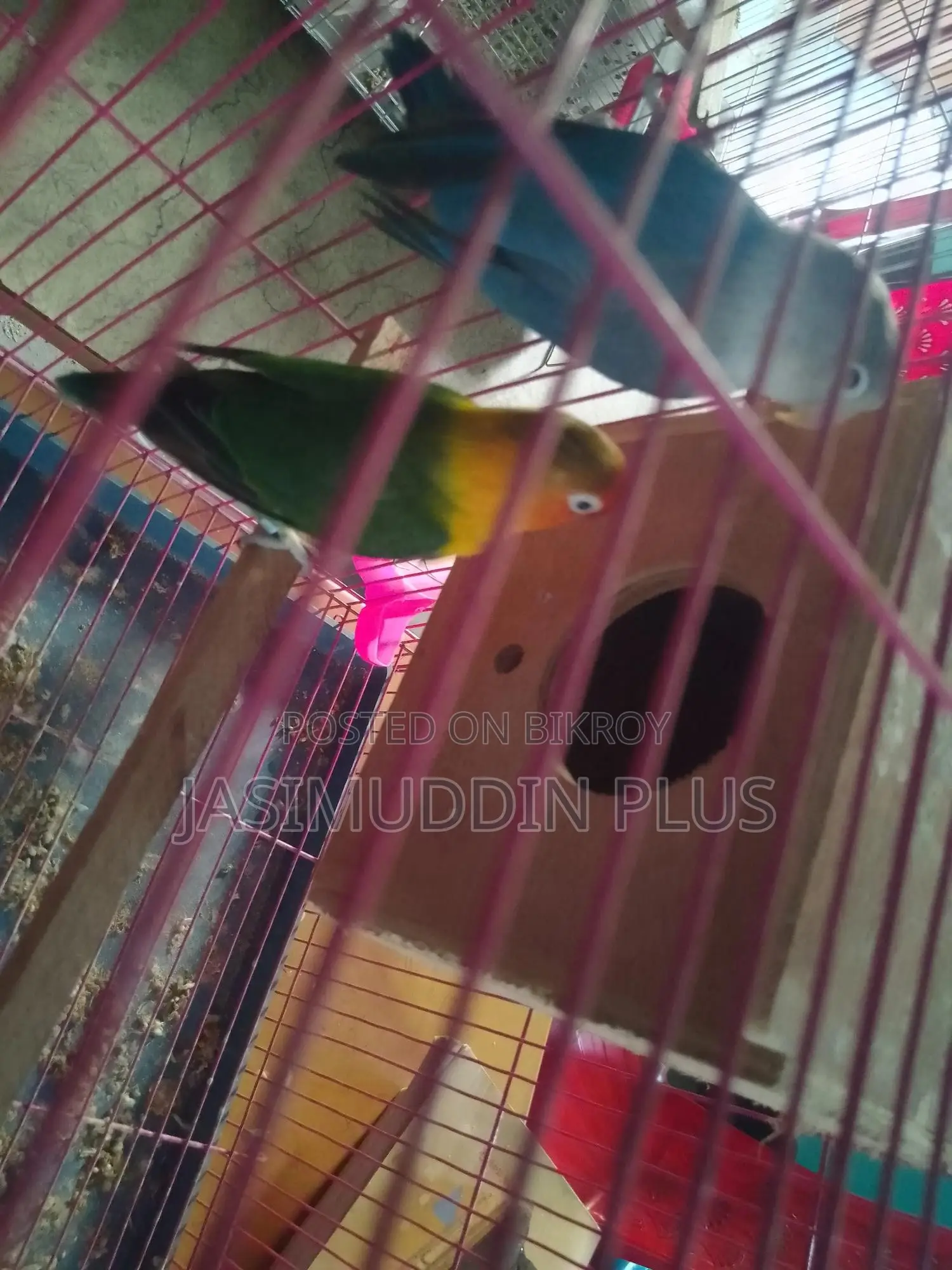 Love Bird
