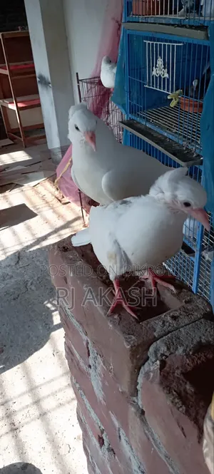 কাগজি কবুতরের বাচ্চা