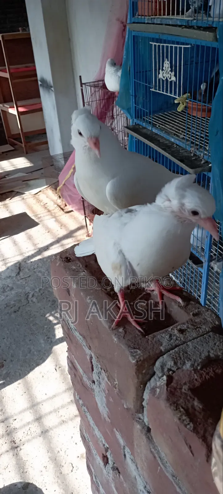 Kagji Pigeon Chicks