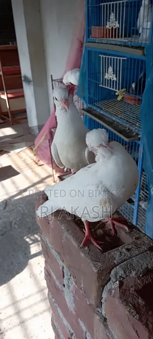Kagji Pigeon Chicks