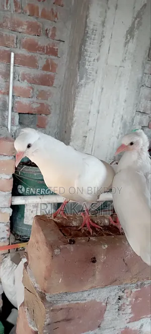 Kagji Pigeon Chicks