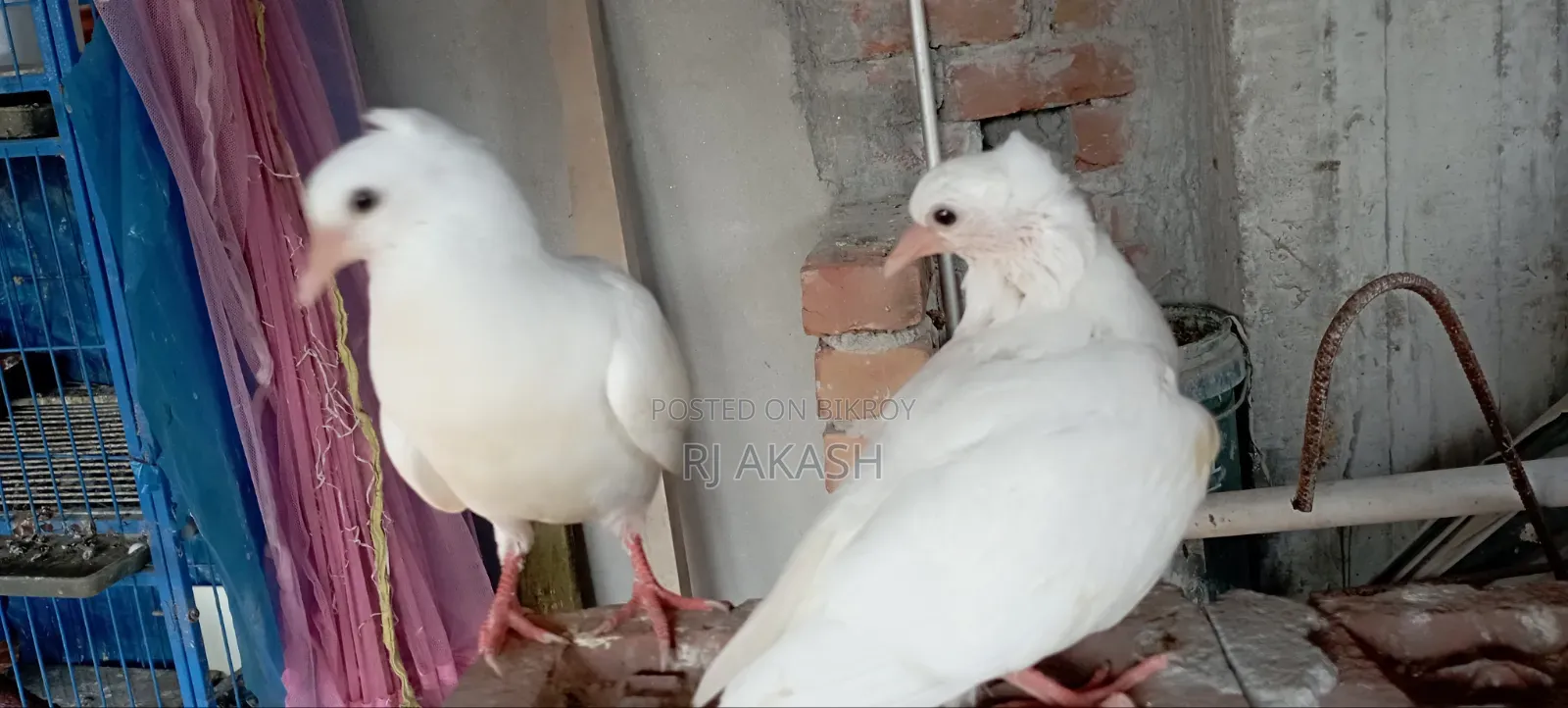 Kagji Pigeon Chicks