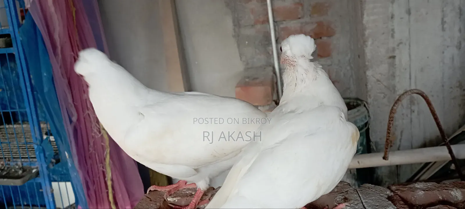Kagji Pigeon Chicks