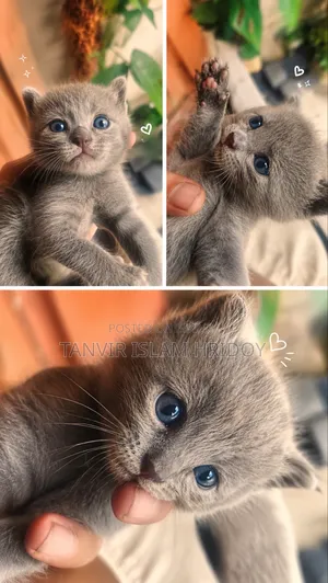 0-1 Month Male Mixed Breed Persian