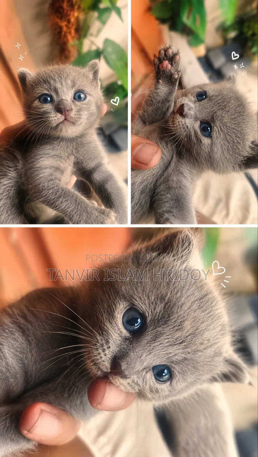 0-1 Month Male Mixed Breed Persian
